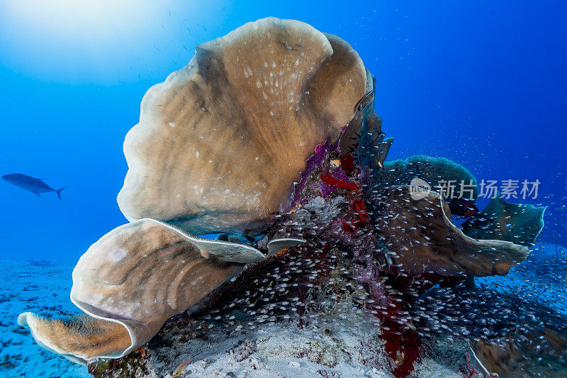 雄伟硬珊瑚下的燕尾红雀鱼Verulux cypselurus，德国海峡，帕劳，密克罗尼西亚